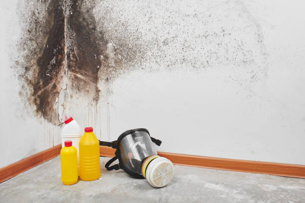 Best Attic Mold Remediation in Dawson, MN